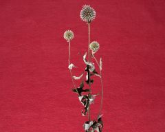 Tapeta Nature Flowers 279.jpg